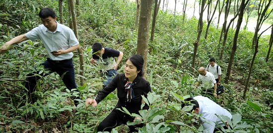 三亚森林资源调查督导2.jpg 三亚森林资源调查督导2.jpg